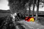 Pferdewagen bei Rottleben, Thüringen, 17. September 1992