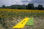 Sonnenblumenfeld bei Luzau, Provence, 19. Juli 1999