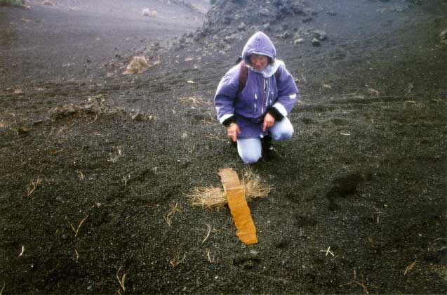 La cruz (das Kreuz), Naturbild aus verrostetem Blech und Kiefernnadeln auf vulkanischem Gestein, Insel La Palma, 1998